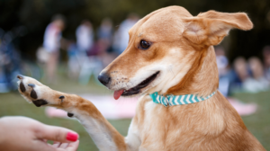 Adestramento de Cães