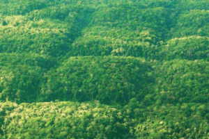 Floresta Amazônica